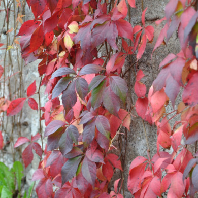 Parthenocissus quinquefolia var. engelmannii