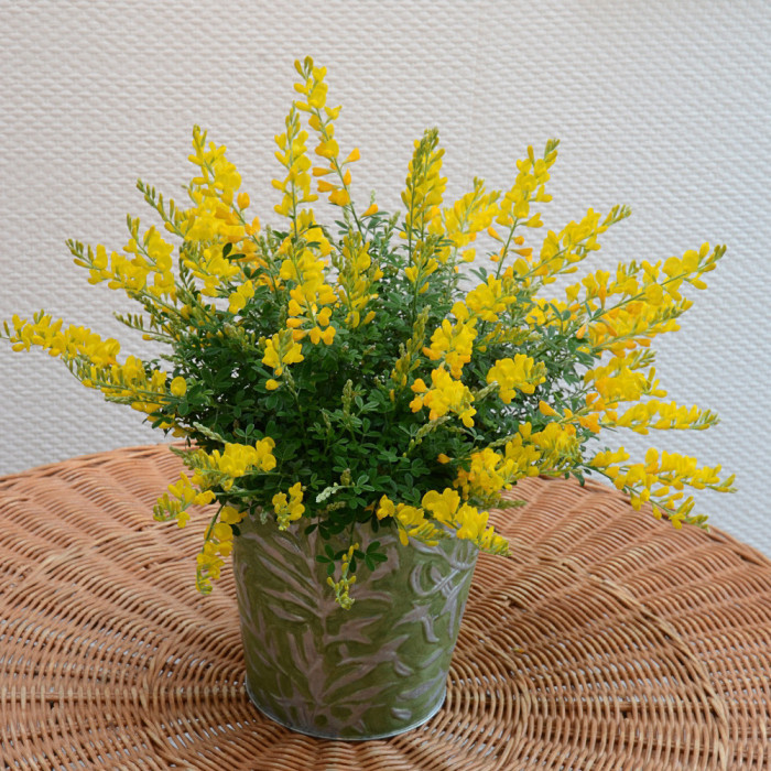 Cytisus racemosus 'Phebus®' geni138
