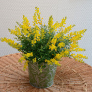 Cytisus racemosus 'Phebus®' geni138