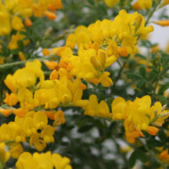 Cytisus racemosus 'Phebus®' geni138