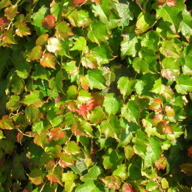 Parthenocissus tricupidata 'Minutifolia'