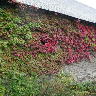 Parthenocissus tricupidata 'Veitchii'