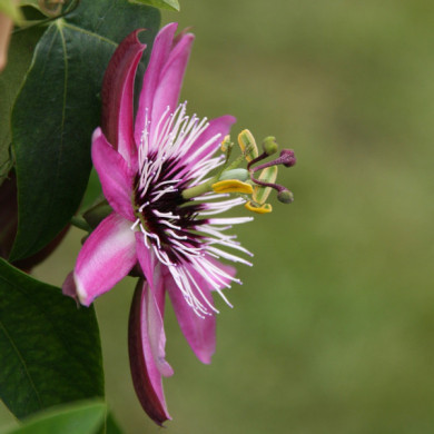 Passiflora 'Amethyst'