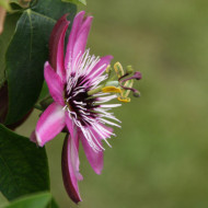 Passiflora 'Amethyst'