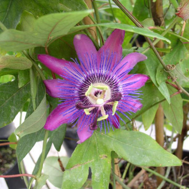 Passiflora 'Amethyst'