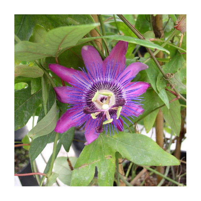 Passiflora 'Amethyst'