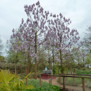 Paulownia tomentosa
