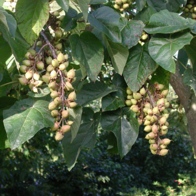 Paulownia tomentosa