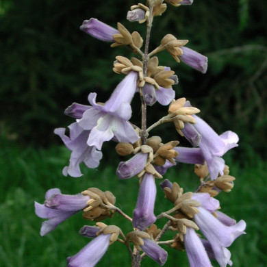 Paulownia tomentosa