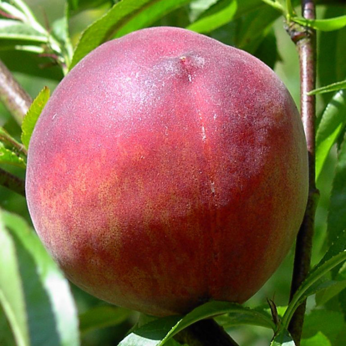 Pêcher 'Dixired'