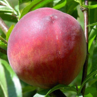 Pêcher 'Dixired'