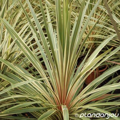 Cordyline australis 'Torbay Dazzler'