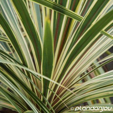 Cordyline australis 'Torbay Dazzler'