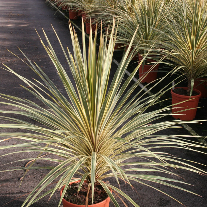 Cordyline australis 'Torbay Dazzler'