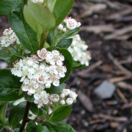 Aronia prunifolia 'Viking'