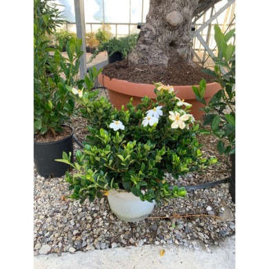 Gardenia jasminoides 'Kleim's Hardy'