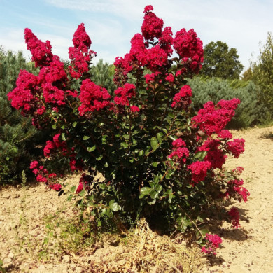 Lagerstroemia indica Braise d'été® 'Indybra'
