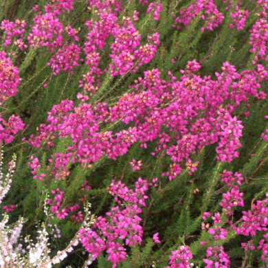 Erica cinerea 'C.D. Eason'