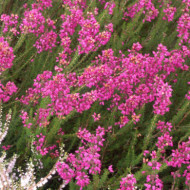 Erica cinerea 'C.D. Eason'