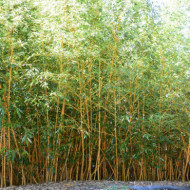 Phyllostachys aurea