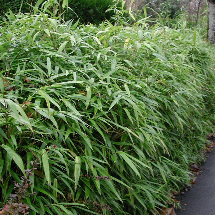 Phyllostachys aurea