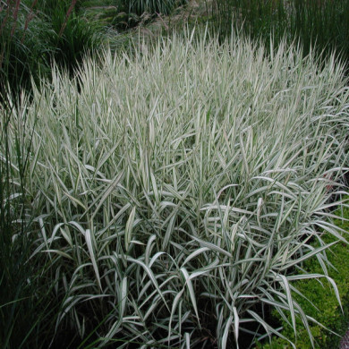 Phalaris arundinacea 'Picta'