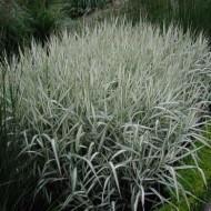 Phalaris arundinacea 'Picta'