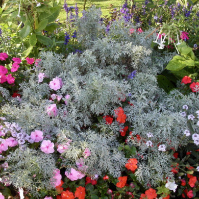 Artemisia 'Powis Castle'