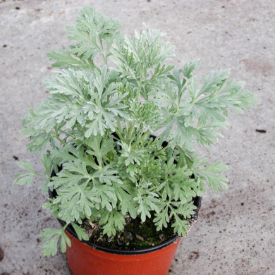 Artemisia 'Powis Castle'