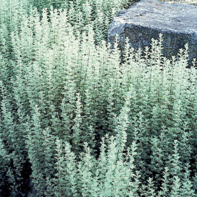 Artemisia 'Powis Castle'