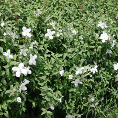 Philadelphus 'Manteau d'Hermine'