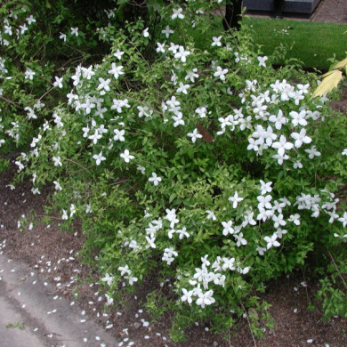 Philadelphus 'Silberregen'