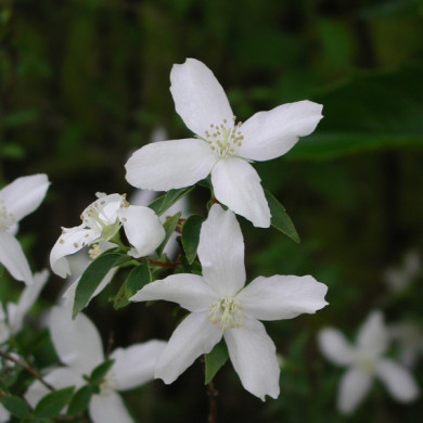 Philadelphus 'Silberregen'
