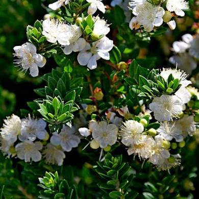 Myrtus communis subsp. Tarentina