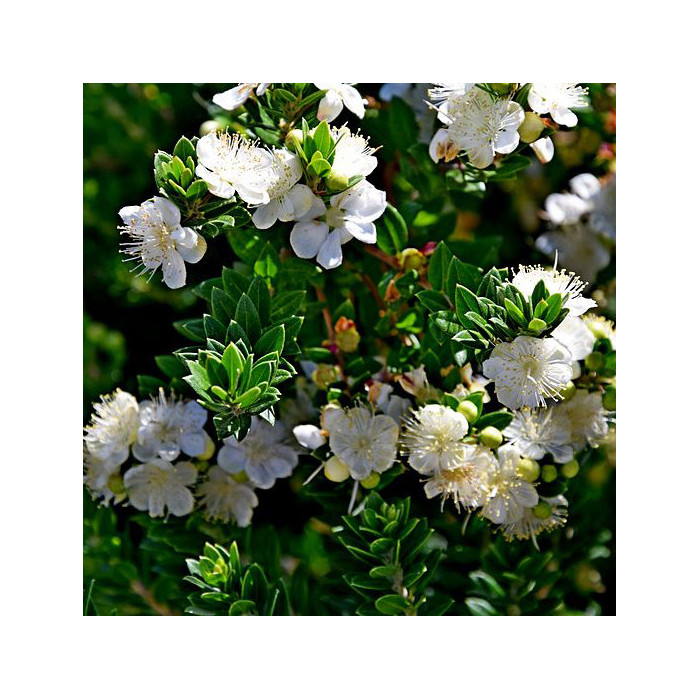 Myrtus communis subsp. Tarentina