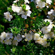 Myrtus communis subsp. Tarentina