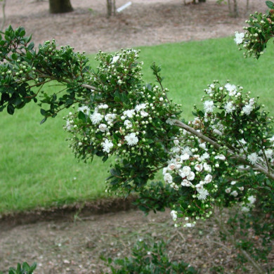 Myrtus communis subsp. Tarentina