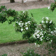 Myrtus communis subsp. Tarentina