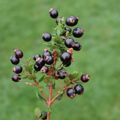 Myrtus communis subsp. Tarentina