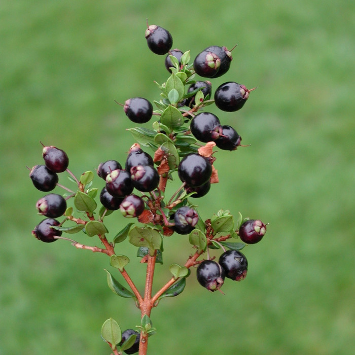 Myrtus communis subsp. Tarentina