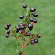 Myrtus communis subsp. Tarentina