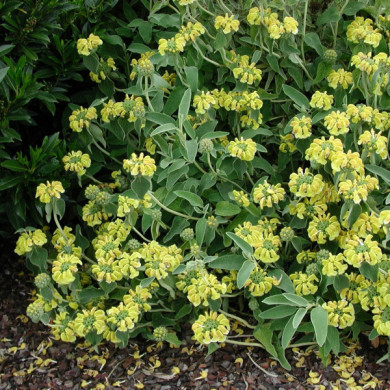 Phlomis fruticosa