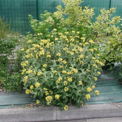 Phlomis fruticosa