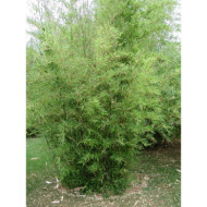 Phyllostachys nigra