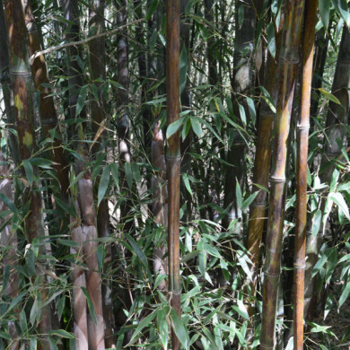 Phyllostachys nigra