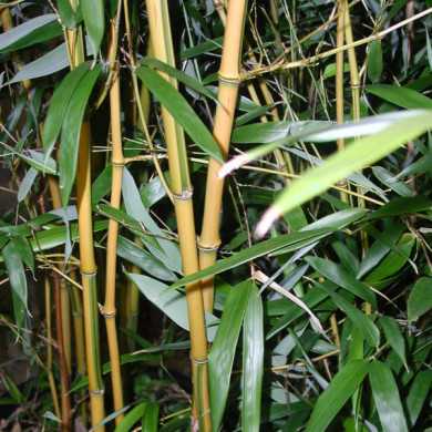 Phyllostachys aureosulcata Spectabilis