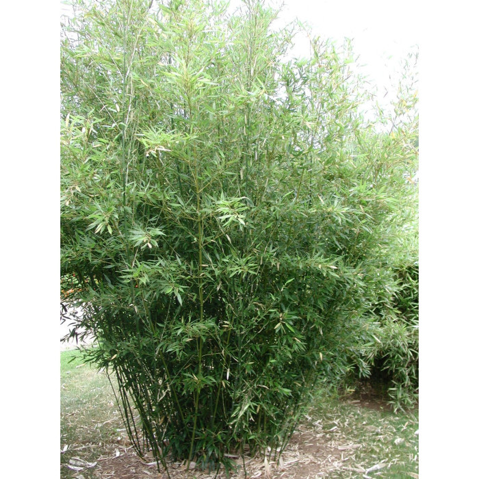 Phyllostachys bissetii