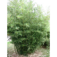 Phyllostachys bissetii