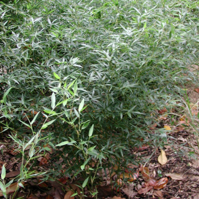 Phyllostachys bissetii