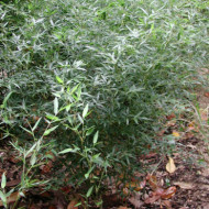Phyllostachys bissetii